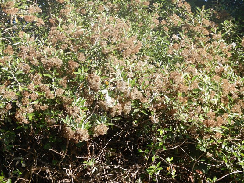 Olearia avicenniifolia, photographed by Jon Sullivan