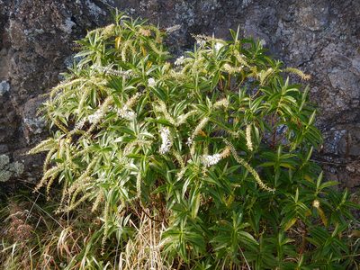 Veronica salicifolia, photographed by Jon Sullivan