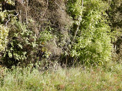 Urtica ferox, photographed by Jon Sullivan