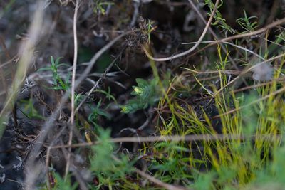 Gnidia humilis, photographed by magriet b