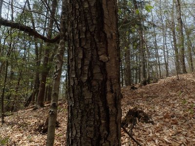 Betula lenta, photographed by Lynn Harper