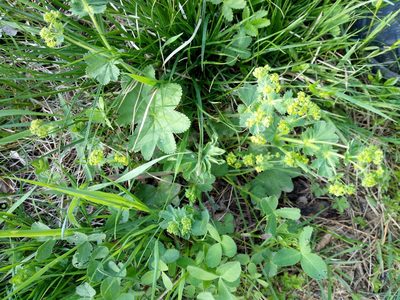 Alchemilla monticola, photographed by Vladimír Fuka