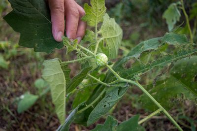 Solanum viarum, photographed by Nico Fernandez-Sauleda