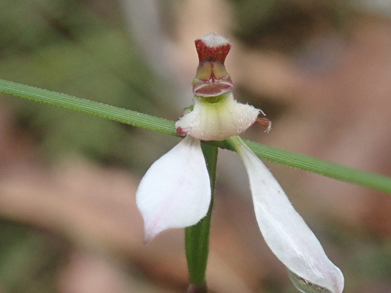 Eriochilus cucullatus, photographed by Eileen Laidlaw