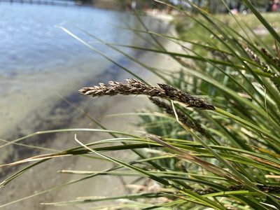 Carex paniculata, photographed by johnoved