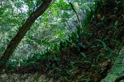 Microgramma squamulosa, photographed by Nico Fernandez-Sauleda