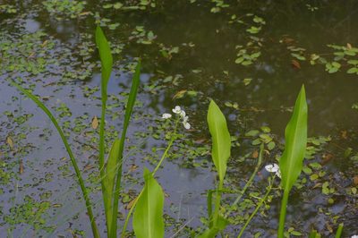 Sagittaria platyphylla, photographed by Michelle W. （鍾偉瑋）