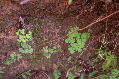 Adiantum raddianum, photographed by Nico Fernandez-Sauleda