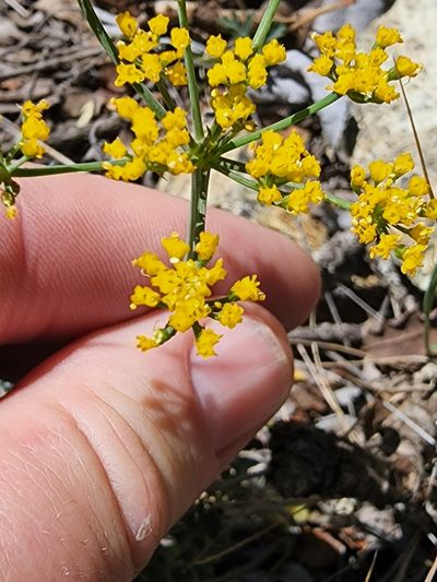 Lomatium parvifolium, photographed by Trevor Harding