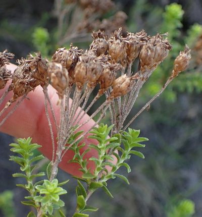 Athanasia quinquedentata, photographed by Nicola van Berkel