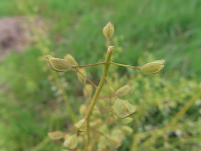 Mummenhoffia alliacea, photographed by Mila C.