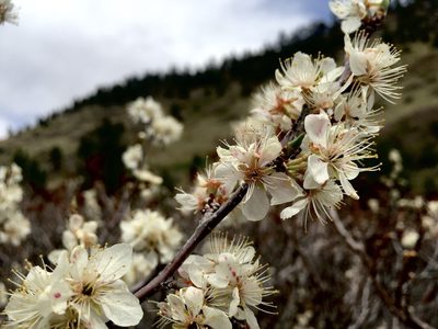 Prunus americana, photographed by Shalana Gray