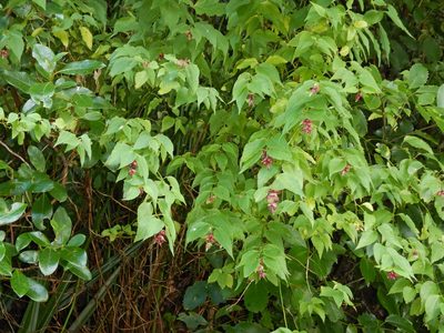 Leycesteria formosa, photographed by Jon Sullivan