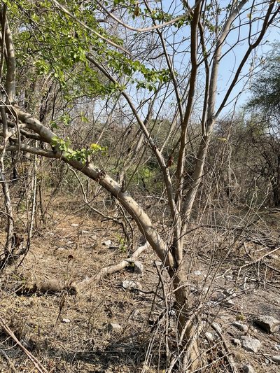 Tabernaemontana glabra, photographed by Rafael Cano