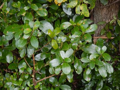 Coprosma lucida, photographed by Jon Sullivan