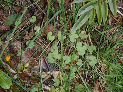 Hydrocotyle moschata, photographed by Jon Sullivan