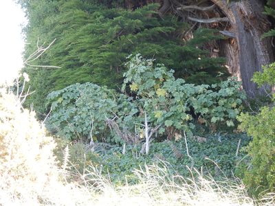 Malva arborea, photographed by Jon Sullivan