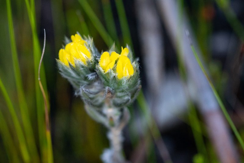 Aspalathus dunsdoniana, photographed by magriet b