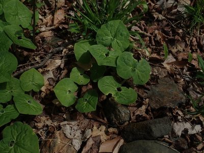 Asarum canadense, photographed by Lynn Harper