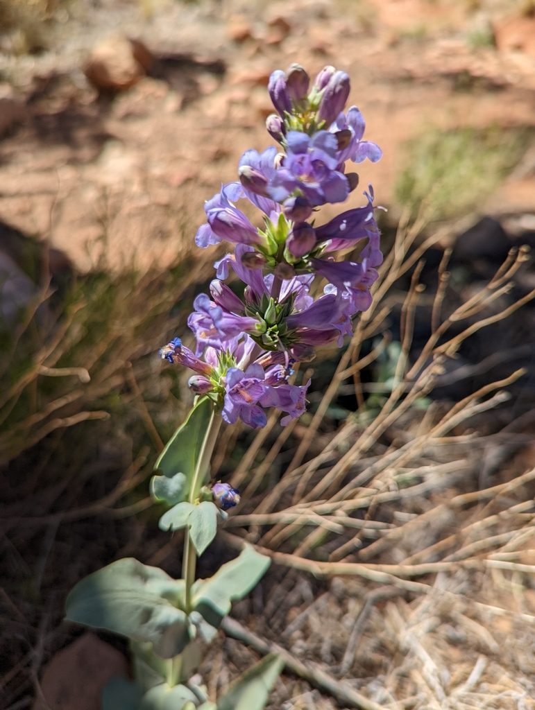 Penstemon pachyphyllus, photographed by Alexandre Passos