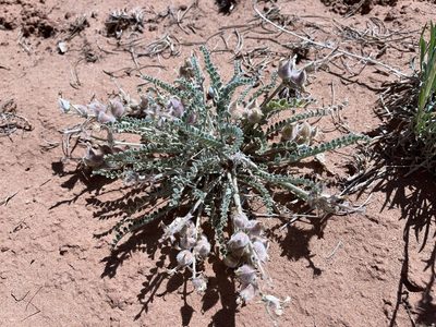 Astragalus mollissimus, photographed by Robbie Hannawacker
