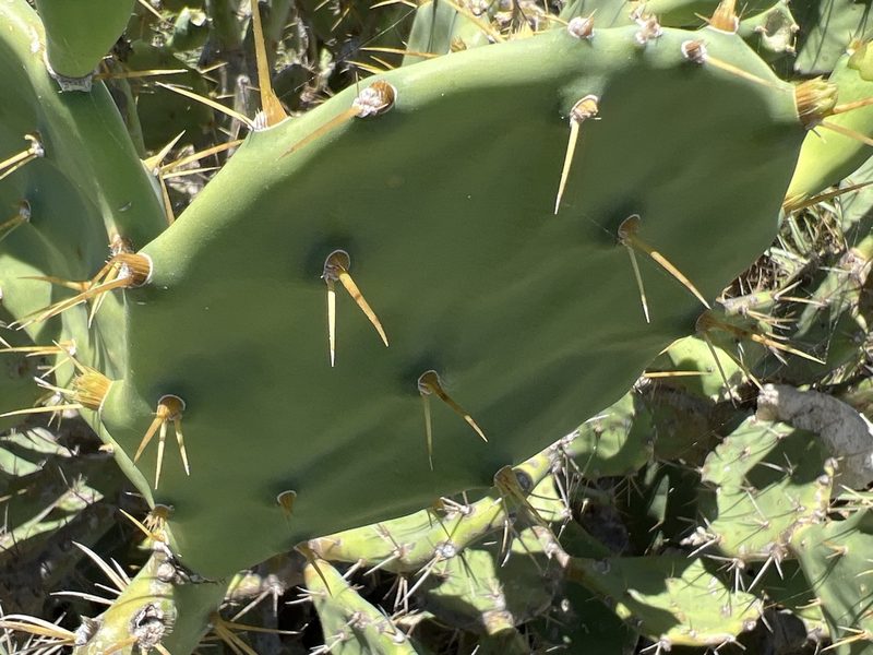 Opuntia stricta, photographed by Alan Weakley