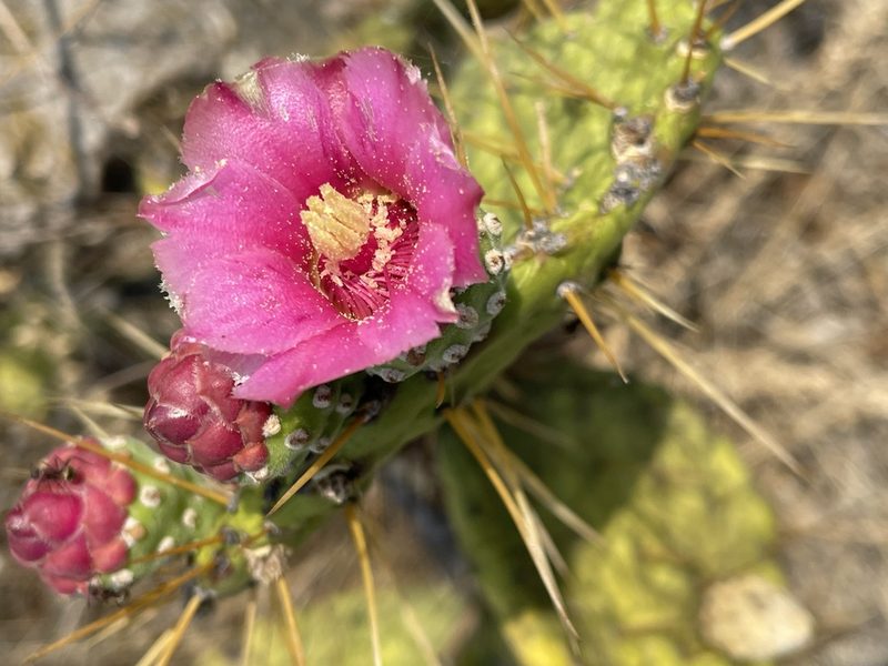 Opuntia depressa, photographed by Rafael Cano