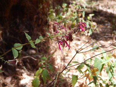 Salvia iodantha, photographed by Norma Piedra