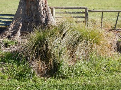 Carex secta, photographed by Jon Sullivan