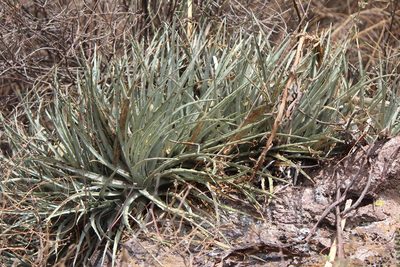Hechtia podantha, photographed by José Belem Hernández Díaz