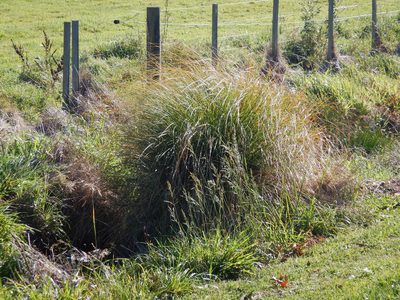 Carex secta, photographed by Jon Sullivan