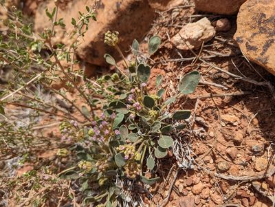 Abronia nana