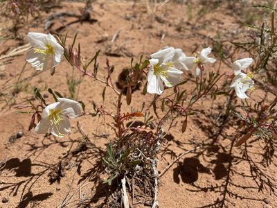 Oenothera pallida, photographed by Robbie Hannawacker