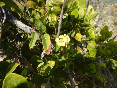 Stigmaphyllon emarginatum, photographed by stinger