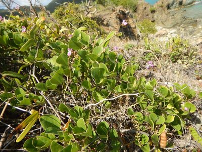 Canavalia rosea, photographed by stinger