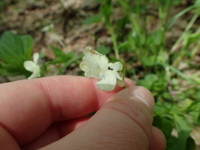 Viola striata, photographed by Kristen Diesburg