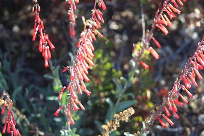 Penstemon centranthifolius, photographed by Marc Whitaker