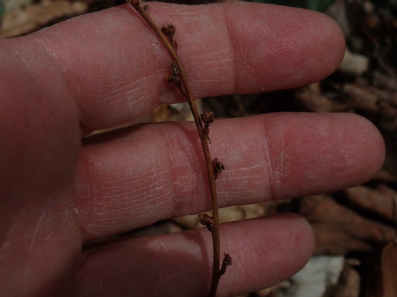 Epifagus virginiana, photographed by Lynn Harper