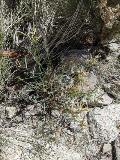 Astragalus serenoi, photographed by Trevor Van Loon