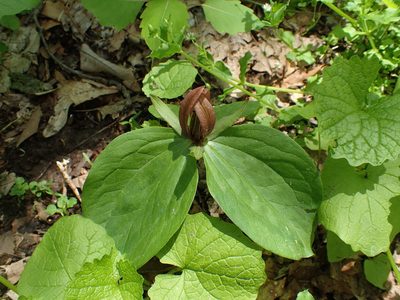 Trillium sessile, photographed by Kristen Diesburg