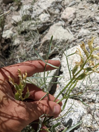 Astragalus serenoi, photographed by Trevor Van Loon