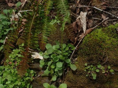 Packera obovata, photographed by Lynn Harper