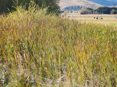 Typha orientalis, photographed by Jon Sullivan