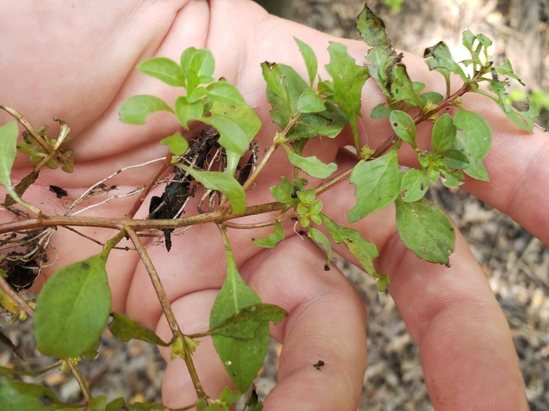 Ludwigia palustris, photographed by Jody Shugart