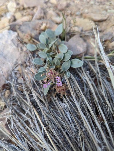 Abronia nana, photographed by Alexandre Passos