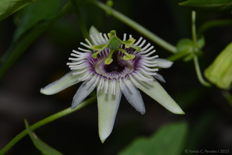 Passiflora morifolia, photographed by Tomás Carranza Perales