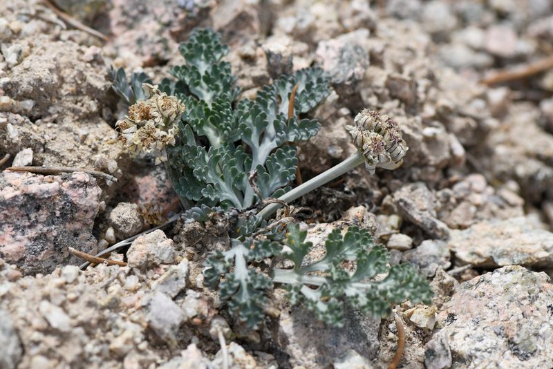 Vesper purpurascens, photographed by Trevor Van Loon