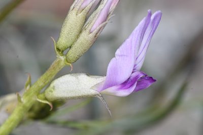 Astragalus serenoi, photographed by Trevor Van Loon