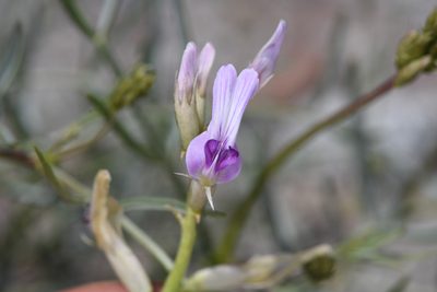 Astragalus serenoi, photographed by Trevor Van Loon