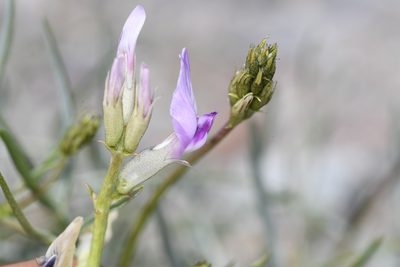 Astragalus serenoi, photographed by Trevor Van Loon